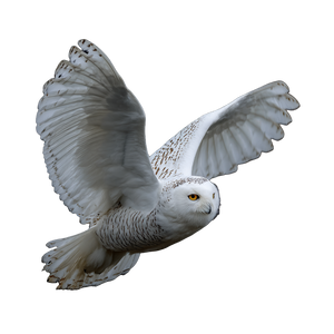 Flying White Owl Vinyl Car Decal Sticker – Waterproof & UV-Resistant 3.4133333333333336" Flying White Owl Vinyl Car Decal Sticker – Waterproof & UV-Resistant 3.4133333333333336"