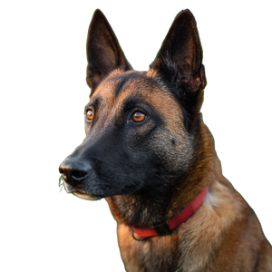 Belgian Malinois Dog V2 Vinyl Car Decal Sticker – Waterproof & UV-Resistant 3.4133333333333336" Belgian Malinois Dog V2 Vinyl Car Decal Sticker – Waterproof & UV-Resistant 3.4133333333333336"