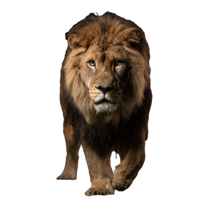 Majestic Lion Portrait V14 Vinyl Car Decal Sticker – Waterproof & UV-Resistant 3.4133333333333336"