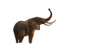 Elephant Raising Trunk Vinyl Car Decal Sticker – Waterproof & UV-Resistant 2.72"