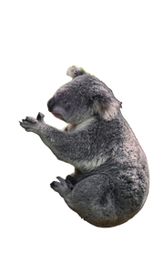 Koala On Tree Vinyl Car Decal Sticker – Waterproof & UV-Resistant 9.706666666666667"