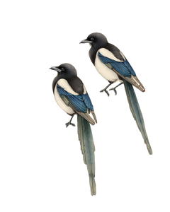 Magpies On Plum Vinyl Car Decal Sticker – Waterproof & UV-Resistant 8.0"