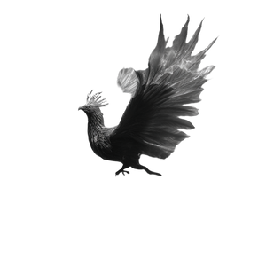 Phoenix Rising V38 Vinyl Car Decal Sticker – Waterproof & UV-Resistant 3.4133333333333336"