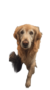 Golden Retriever Subway Vinyl Car Decal Sticker – Waterproof & UV-Resistant 4.8533333333333335"