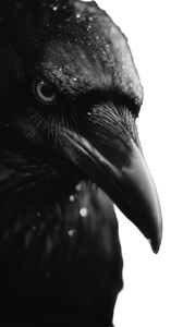 Odin'S Crow Portrait Vinyl Car Decal Sticker – Waterproof & UV-Resistant 9.706666666666667"