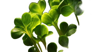 Neon Green Microgreens Vinyl Car Decal Sticker – Waterproof & UV-Resistant 5.4