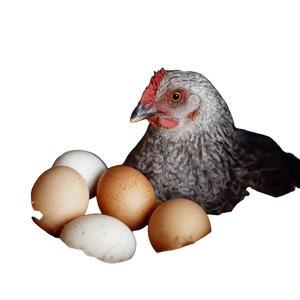 Hatching Hen Vinyl Car Decal Sticker – Waterproof & UV-Resistant 3.4133333333333336"