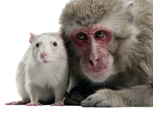 Rat And Monkey Vinyl Car Decal Sticker – Waterproof & UV-Resistant 6.1866666666666665" Rat And Monkey Vinyl Car Decal Sticker – Waterproof & UV-Resistant 6.1866666666666665"