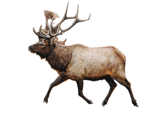 Bull Elk Bugling Vinyl Car Decal Sticker – Waterproof & UV-Resistant 6.1866666666666665"