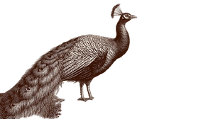 Peacock On Tree Vinyl Car Decal Sticker – Waterproof & UV-Resistant 2.72"