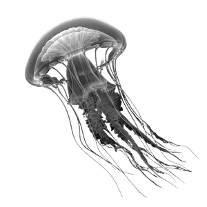 Immortal Jellyfish Vinyl Car Decal Sticker – Waterproof & UV-Resistant 6.826666666666667"