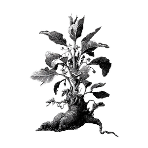 Beksiński Plant Vinyl Car Decal Sticker – Waterproof & UV-Resistant 6.826666666666667"