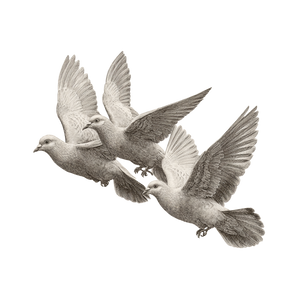 Elegant Pigeons Sketch Vinyl Car Decal Sticker – Waterproof & UV-Resistant 6.826666666666667" Elegant Pigeons Sketch Vinyl Car Decal Sticker – Waterproof & UV-Resistant 6.826666666666667"