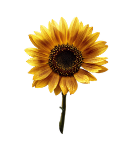 Beautiful Sunflower V2 Vinyl Car Decal Sticker – Waterproof & UV-Resistant 4.0"