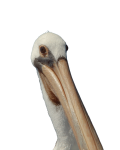 Bird V9 Vinyl Car Decal Sticker – Waterproof & UV-Resistant 8.0"