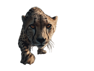 Cheetah Vs Race Cars Vinyl Car Decal Sticker – Waterproof & UV-Resistant 6.1866666666666665"