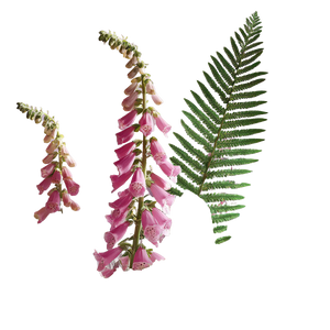Pink Foxglove Plant Vinyl Car Decal Sticker – Waterproof & UV-Resistant 6.826666666666667" Pink Foxglove Plant Vinyl Car Decal Sticker – Waterproof & UV-Resistant 6.826666666666667"