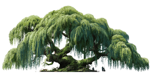 Giant Weeping Willow Vinyl Car Decal Sticker – Waterproof & UV-Resistant 2.56"