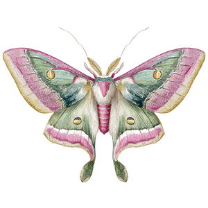 Lunar Moth Vinyl Car Decal Sticker – Waterproof & UV-Resistant 3.4133333333333336"