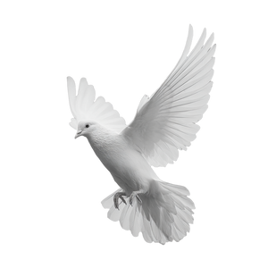 White Dove Flying V29 Vinyl Car Decal Sticker – Waterproof & UV-Resistant 6.826666666666667"
