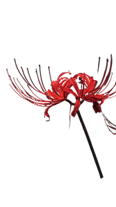 Red Spider Lily V7 Vinyl Car Decal Sticker – Waterproof & UV-Resistant 9.706666666666667"