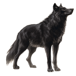 Black Wolf V13 Vinyl Car Decal Sticker – Waterproof & UV-Resistant 3.4133333333333336"