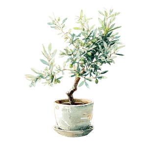 Potted Olive Tree Vinyl Car Decal Sticker – Waterproof & UV-Resistant 3.4133333333333336"