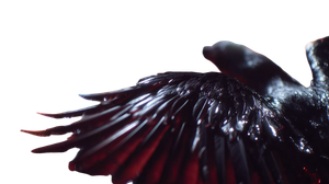 Majestic Black Bird Vinyl Car Decal Sticker – Waterproof & UV-Resistant 5.4