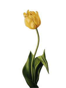 Yellow Tulip Bloom V2 Vinyl Car Decal Sticker – Waterproof & UV-Resistant 8.213333333333333" Yellow Tulip Bloom V2 Vinyl Car Decal Sticker – Waterproof & UV-Resistant 8.213333333333333"