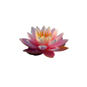 Pink Lotus Flower V5 Vinyl Car Decal Sticker – Waterproof & UV-Resistant 3.4133333333333336"