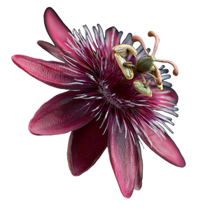 Passion Flower 3D Vinyl Car Decal Sticker – Waterproof & UV-Resistant 6.826666666666667"