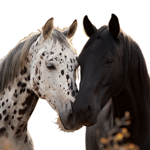 Horses Nuzzling Vinyl Car Decal Sticker – Waterproof & UV-Resistant 3.4133333333333336"