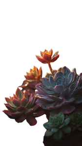 Golden Succulents Vinyl Car Decal Sticker – Waterproof & UV-Resistant 4.8533333333333335"