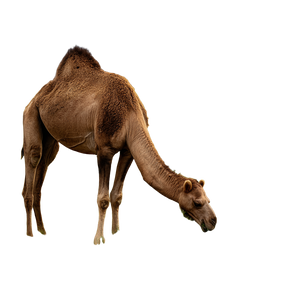 Dromedary Eating Vinyl Car Decal Sticker – Waterproof & UV-Resistant 6.826666666666667"