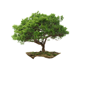 Hands Holding Tree Vinyl Car Decal Sticker – Waterproof & UV-Resistant 3.4133333333333336"
