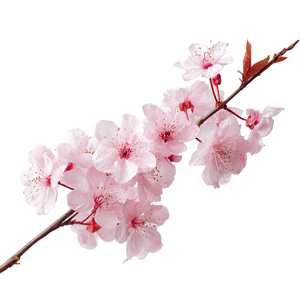 Cherry Blossom Branch V22 Vinyl Car Decal Sticker – Waterproof & UV-Resistant 6.826666666666667"
