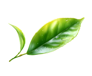 Green Tea Leaf V2 Vinyl Car Decal Sticker – Waterproof & UV-Resistant 6.613333333333333"