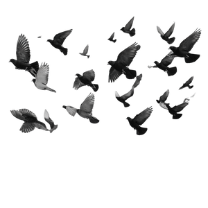 Flying Birds Silhouette V4 Vinyl Car Decal Sticker – Waterproof & UV-Resistant 3.4133333333333336"