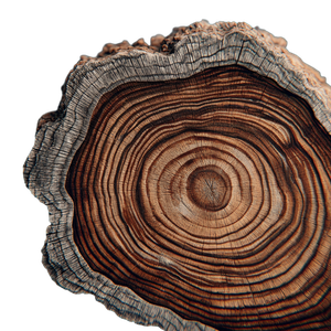 Tree Trunk Rings Vinyl Car Decal Sticker – Waterproof & UV-Resistant 6.826666666666667"