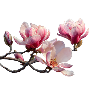 Magnolia Flowers Vinyl Car Decal Sticker – Waterproof & UV-Resistant 3.4133333333333336"
