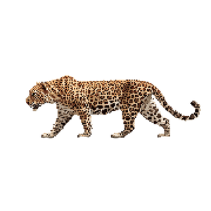 Sri Lankan Leopard Vinyl Car Decal Sticker – Waterproof & UV-Resistant 3.4133333333333336"