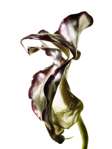 Metallic Alien Flower Vinyl Car Decal Sticker – Waterproof & UV-Resistant 8.213333333333333" Metallic Alien Flower Vinyl Car Decal Sticker – Waterproof & UV-Resistant 8.213333333333333"