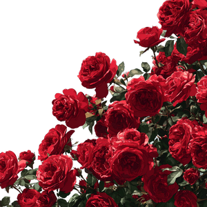 Red Roses Bloom Vinyl Car Decal Sticker – Waterproof & UV-Resistant 6.826666666666667"