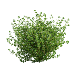 Realistic Thyme Render Vinyl Car Decal Sticker – Waterproof & UV-Resistant 3.4133333333333336"