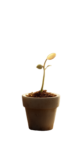 Golden Coin Sprout Vinyl Car Decal Sticker – Waterproof & UV-Resistant 9.706666666666667"