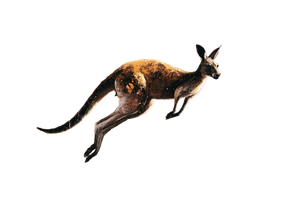 Leaping Kangaroo Dusk Vinyl Car Decal Sticker – Waterproof & UV-Resistant 2.986666666666667"