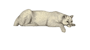 Jaguarundi Illustration Vinyl Car Decal Sticker – Waterproof & UV-Resistant 2.72"