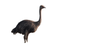 Alert Ostrich Vinyl Car Decal Sticker – Waterproof & UV-Resistant 5.4