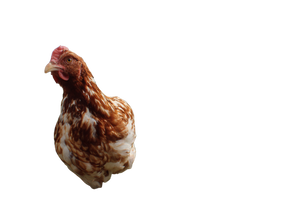 Chickens In Field V5 Vinyl Car Decal Sticker – Waterproof & UV-Resistant 2.986666666666667"
