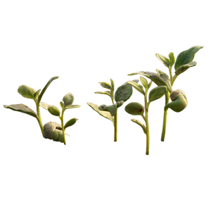 Pixar Seedlings Vinyl Car Decal Sticker – Waterproof & UV-Resistant 3.4133333333333336"